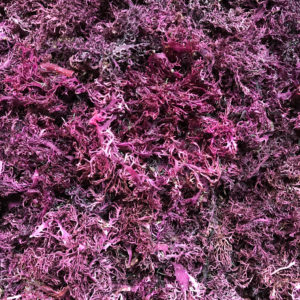 Purple Sea Moss (Jamaican, Raw, Wild-crafted)