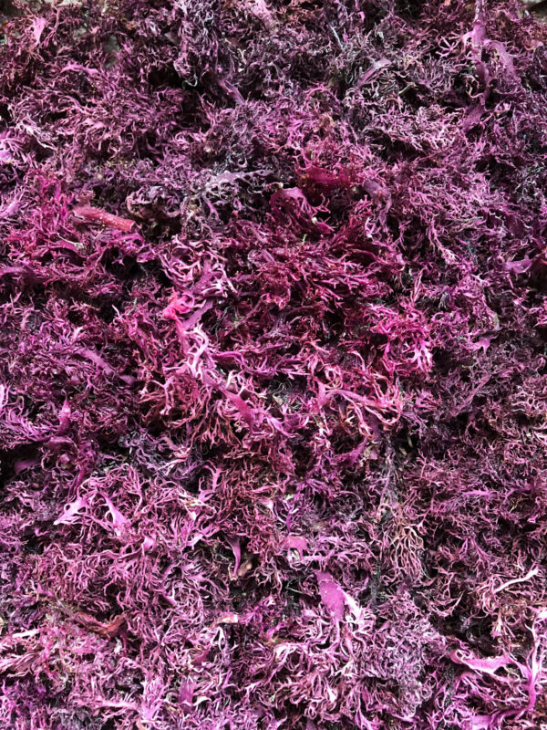 Purple Sea Moss (Jamaican, Raw, Wild-crafted)